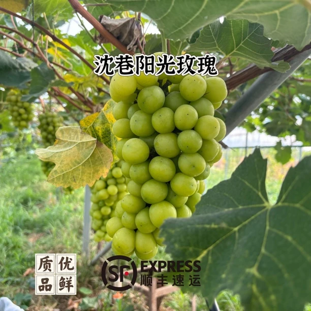 [阳光玫瑰]芜湖江北果园现摘阳光玫瑰鸠江水果甜蜜多汁顺丰包邮安徽省