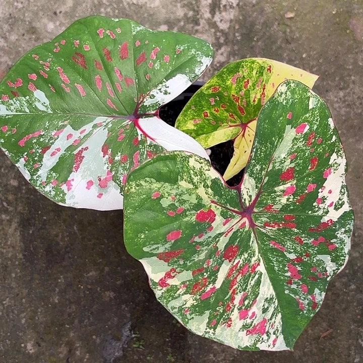 37-1107龟仙岛广东现货