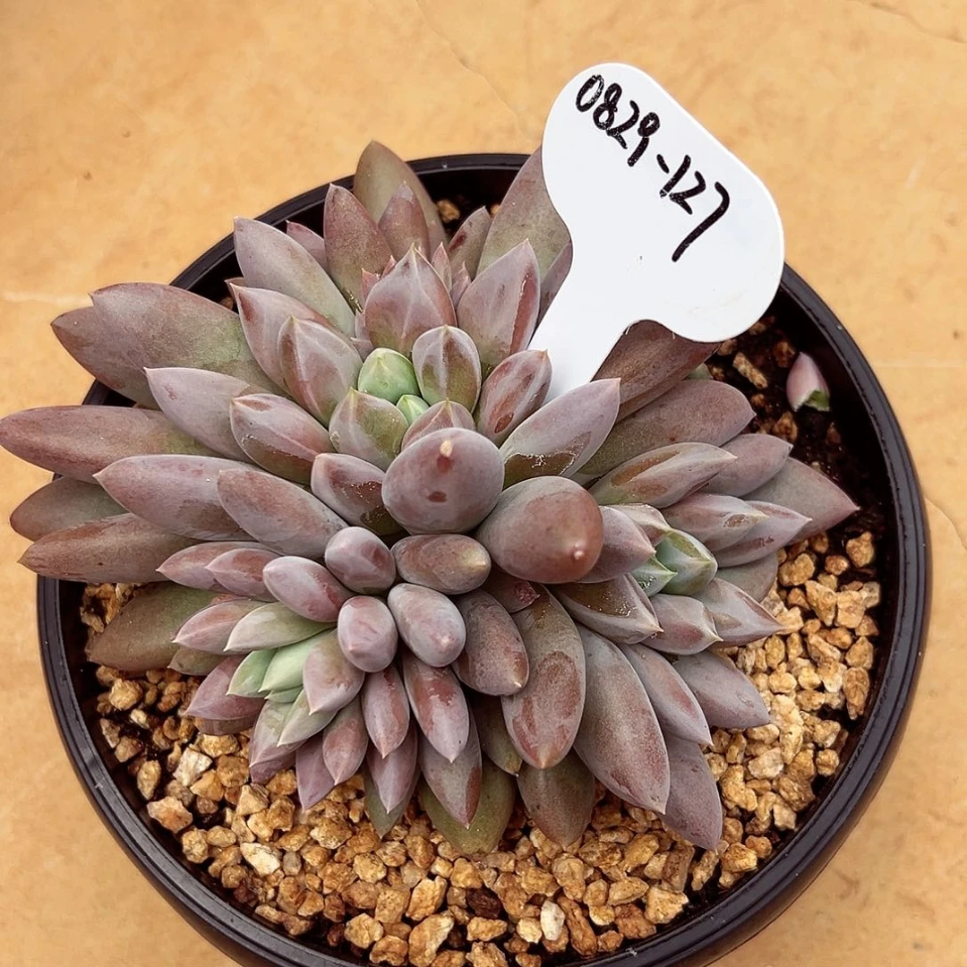 0829-127焦糖哥特萝莉