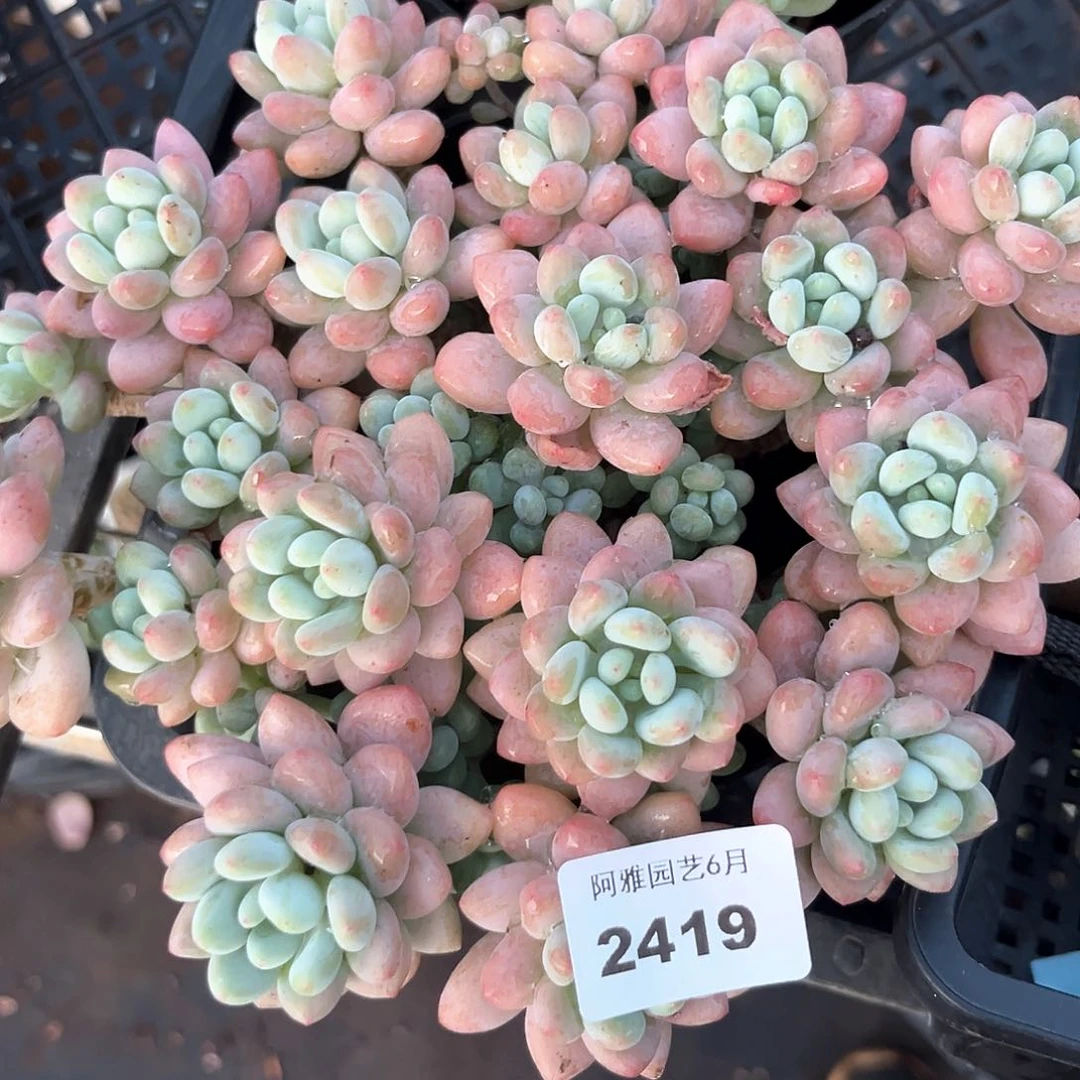 阿雅园艺。   2419鱼子酱