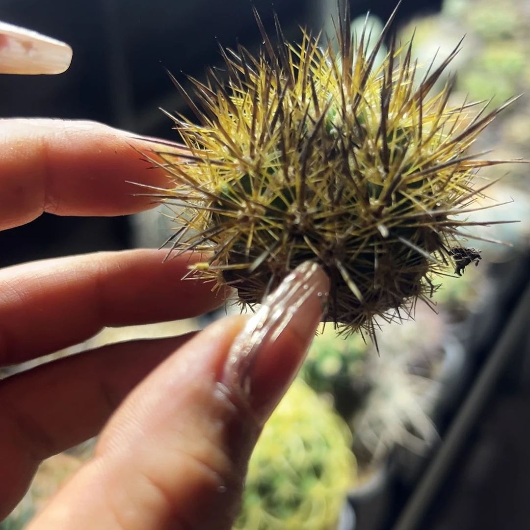 逆龙仙人球11111111