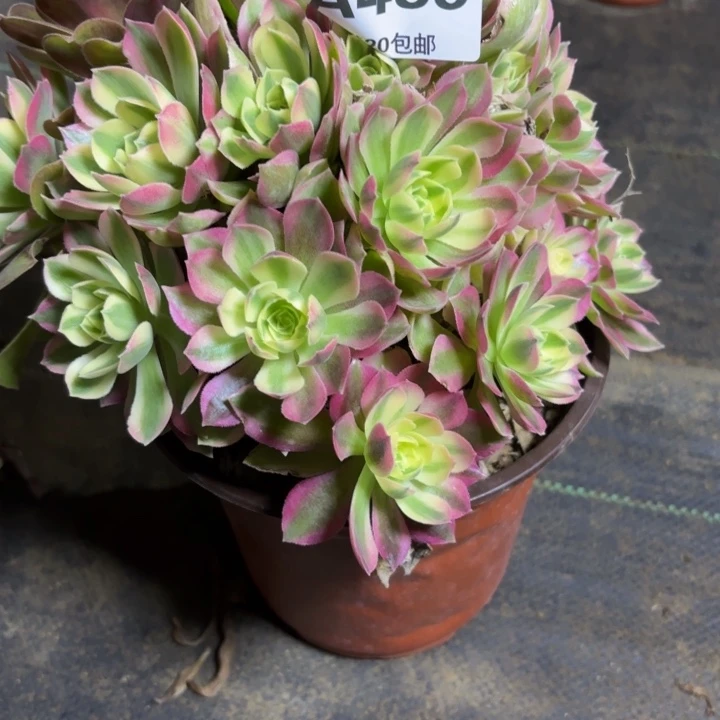 瑞妈，。。。。。。485粉水晶，