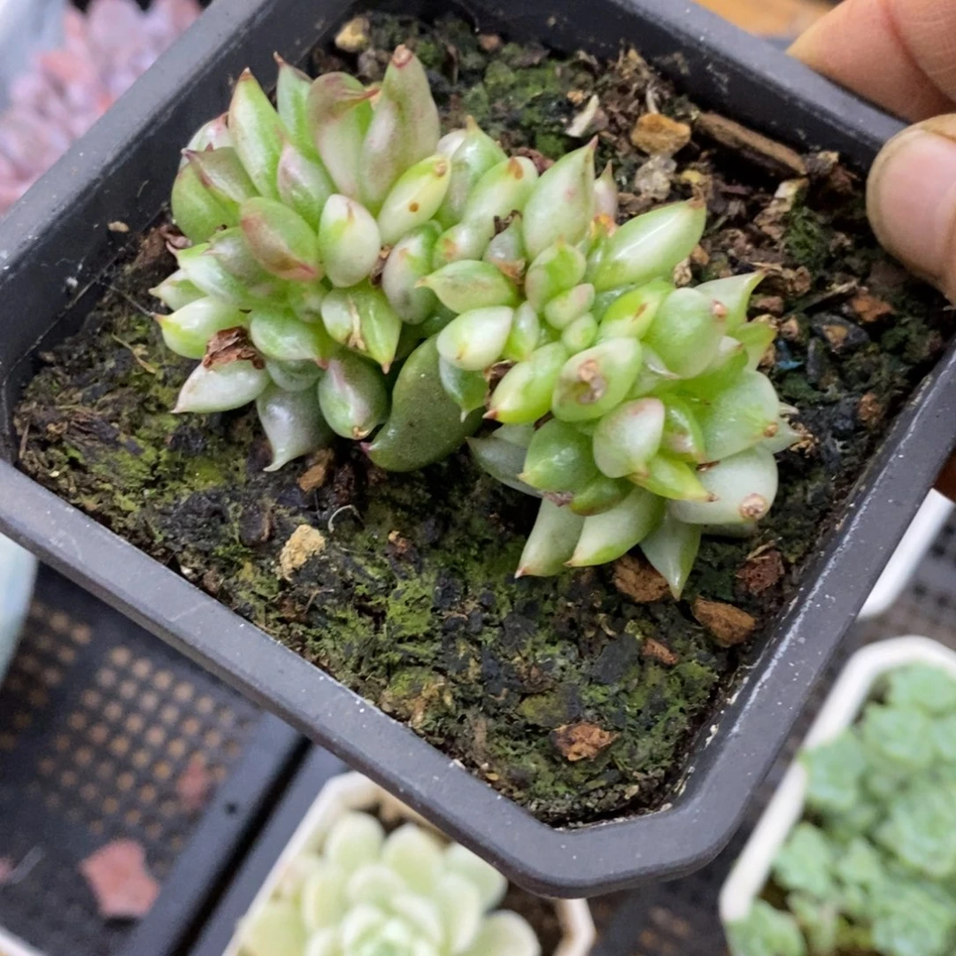 精品多肉一物一拍不包整45