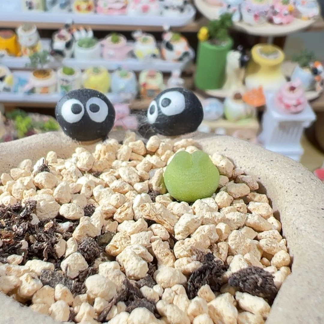 多肉植物93号拉登脱土