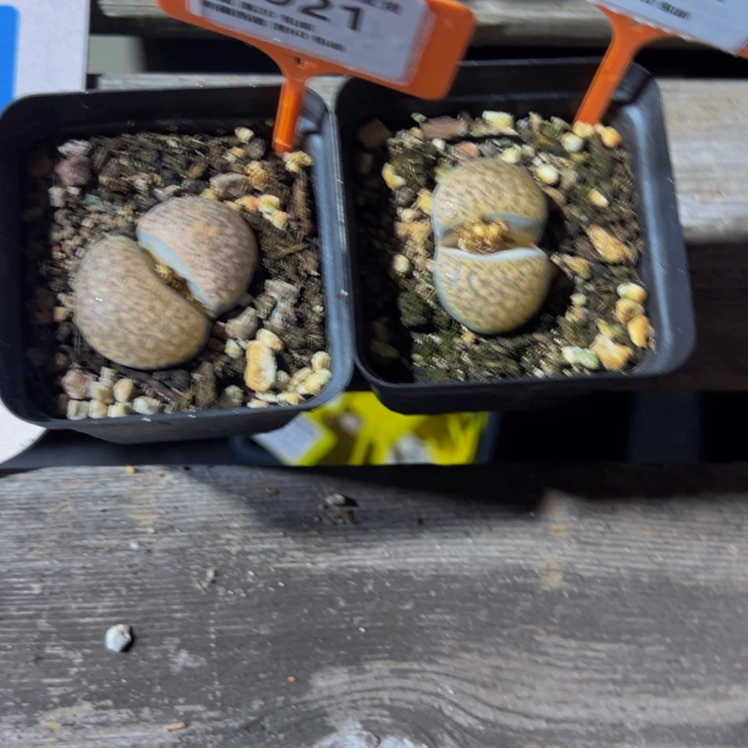 921.922 一物一拍，默认有伤，介意勿拍，不退不换