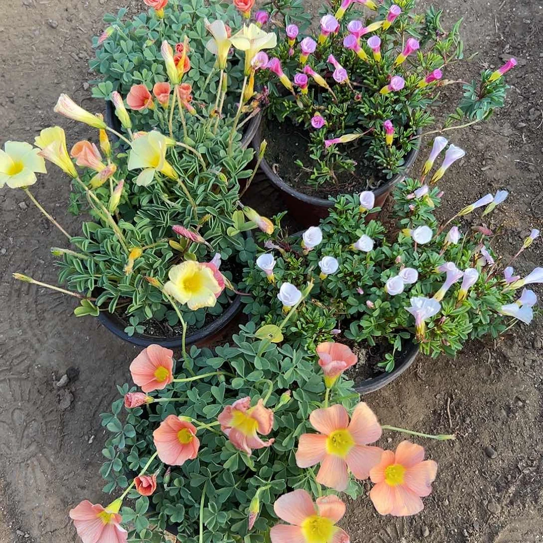 多肉植物五颗酢浆草