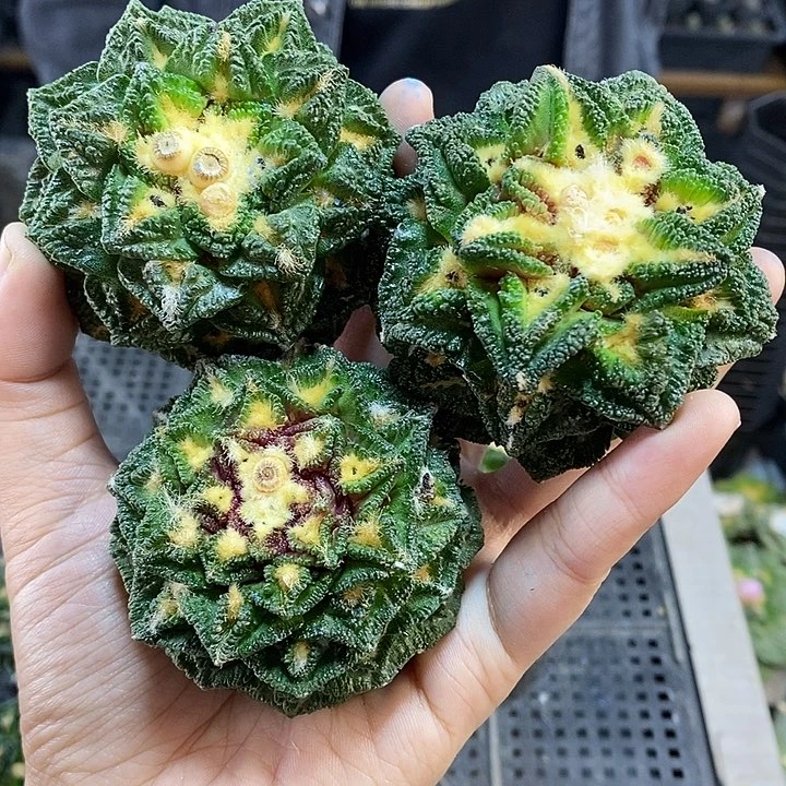 苗接辛盾6.1公分无根1颗