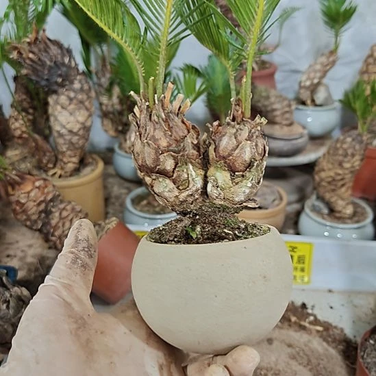 用***6无花朵白鳞铁盆景基地价