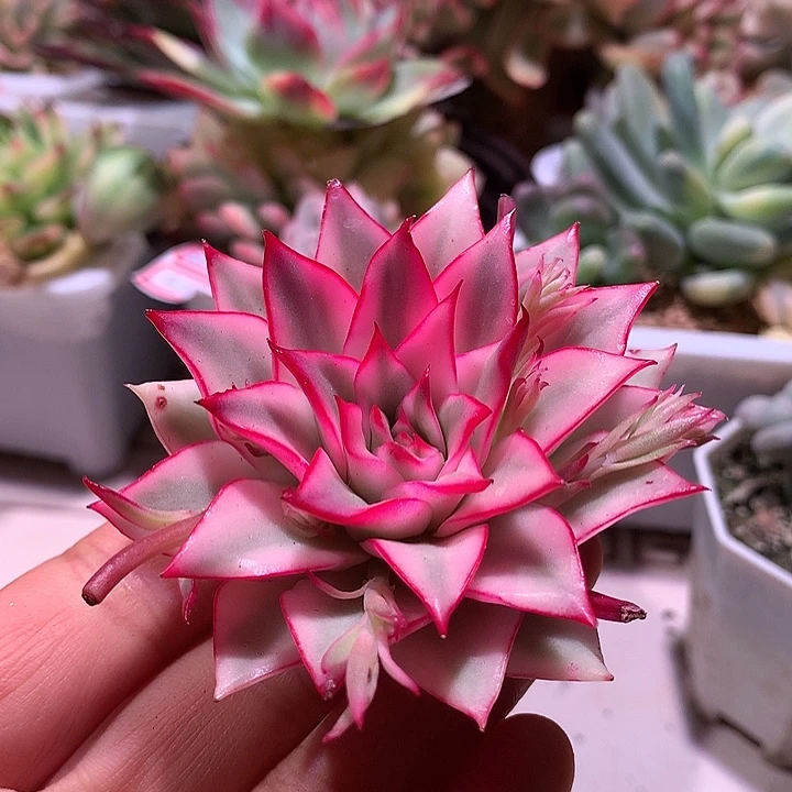 吉赛尔锦锦腹轮锦