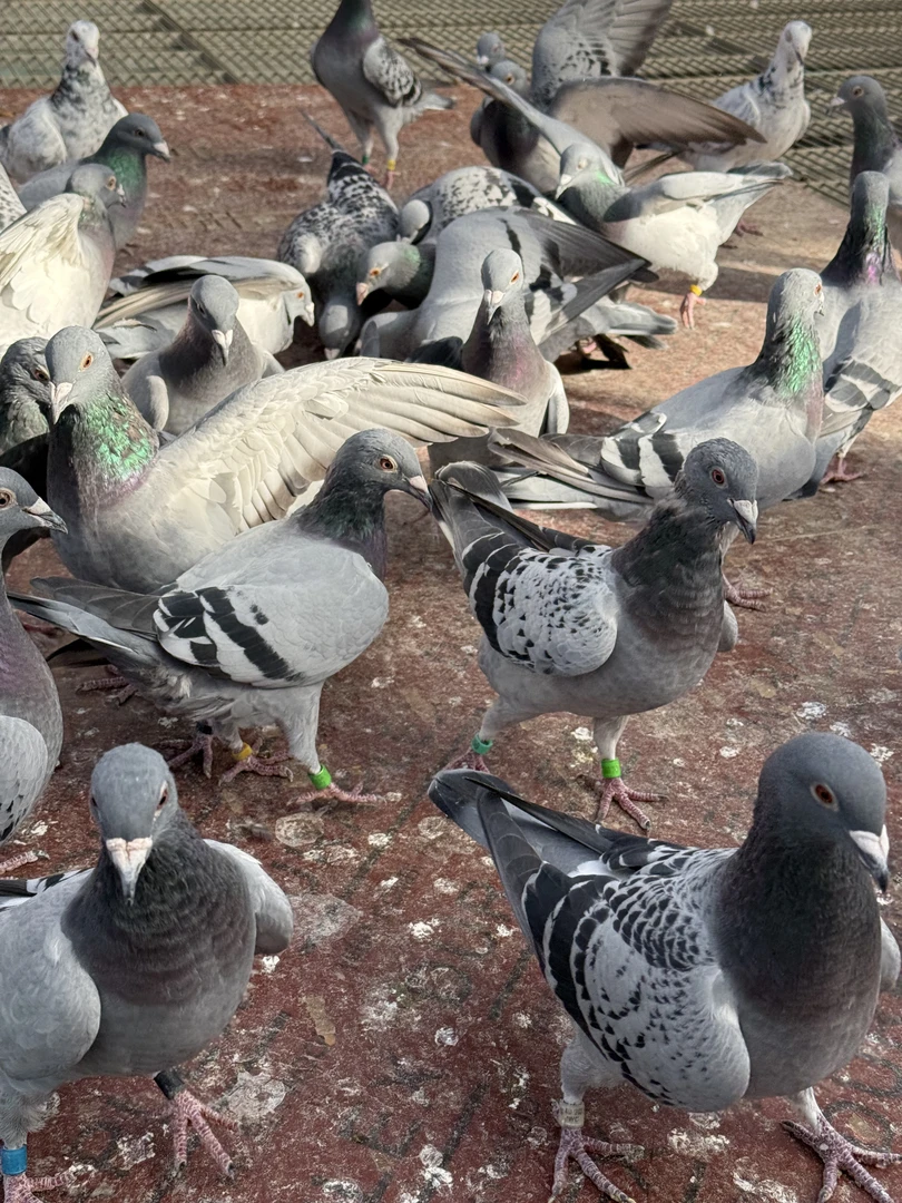 宠物鸽 鸿盛鸽舍 幼鸽