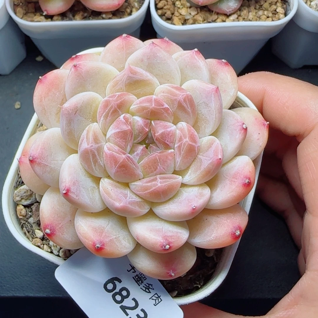 冰魄，6823多肉植物