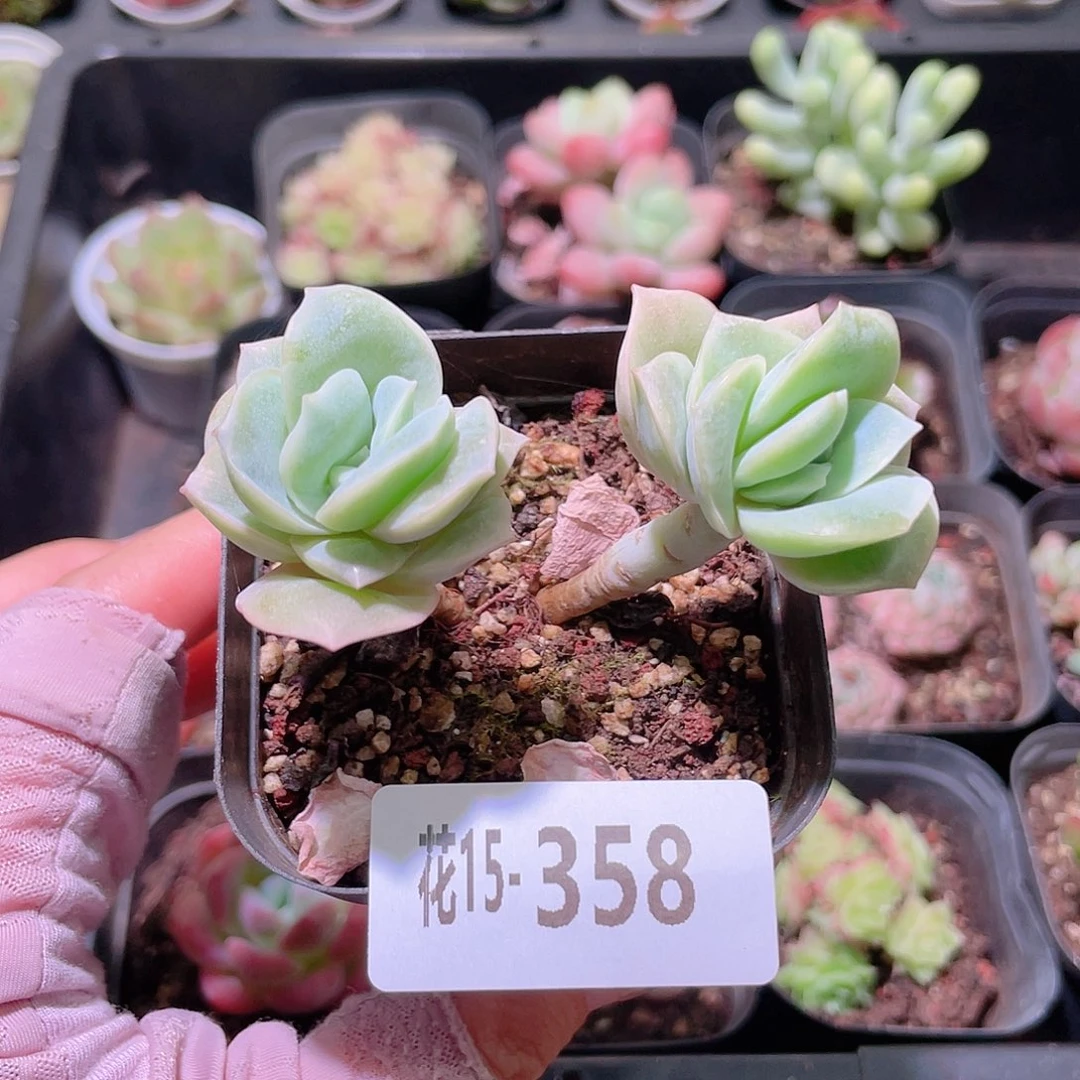 花利美15-358可爱玫瑰