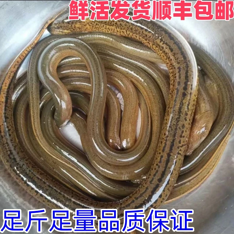 顺丰速递稻田土黄鳝新鲜包活大鳝鱼现捕现发包邮到家一两到八两