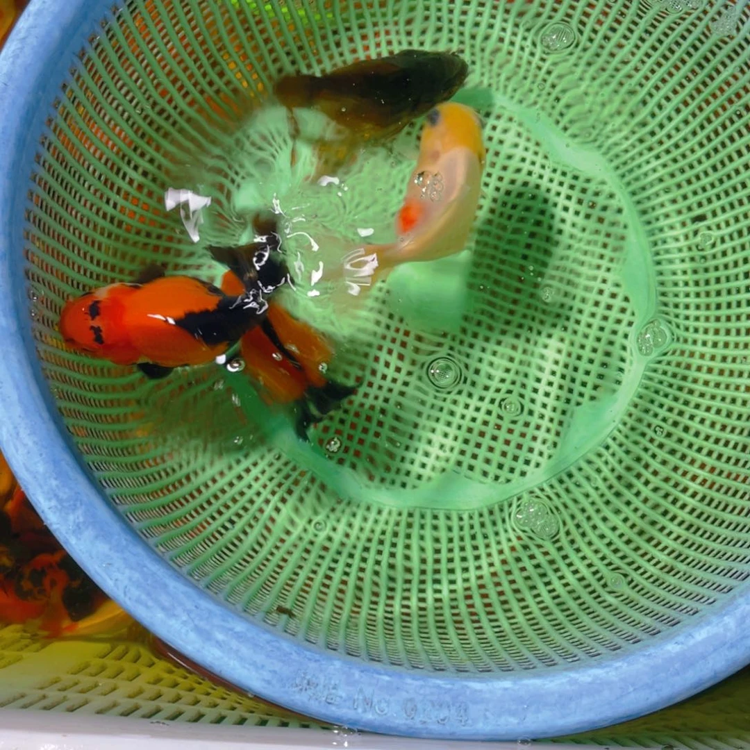 海水鱼花泰狮金鱼27