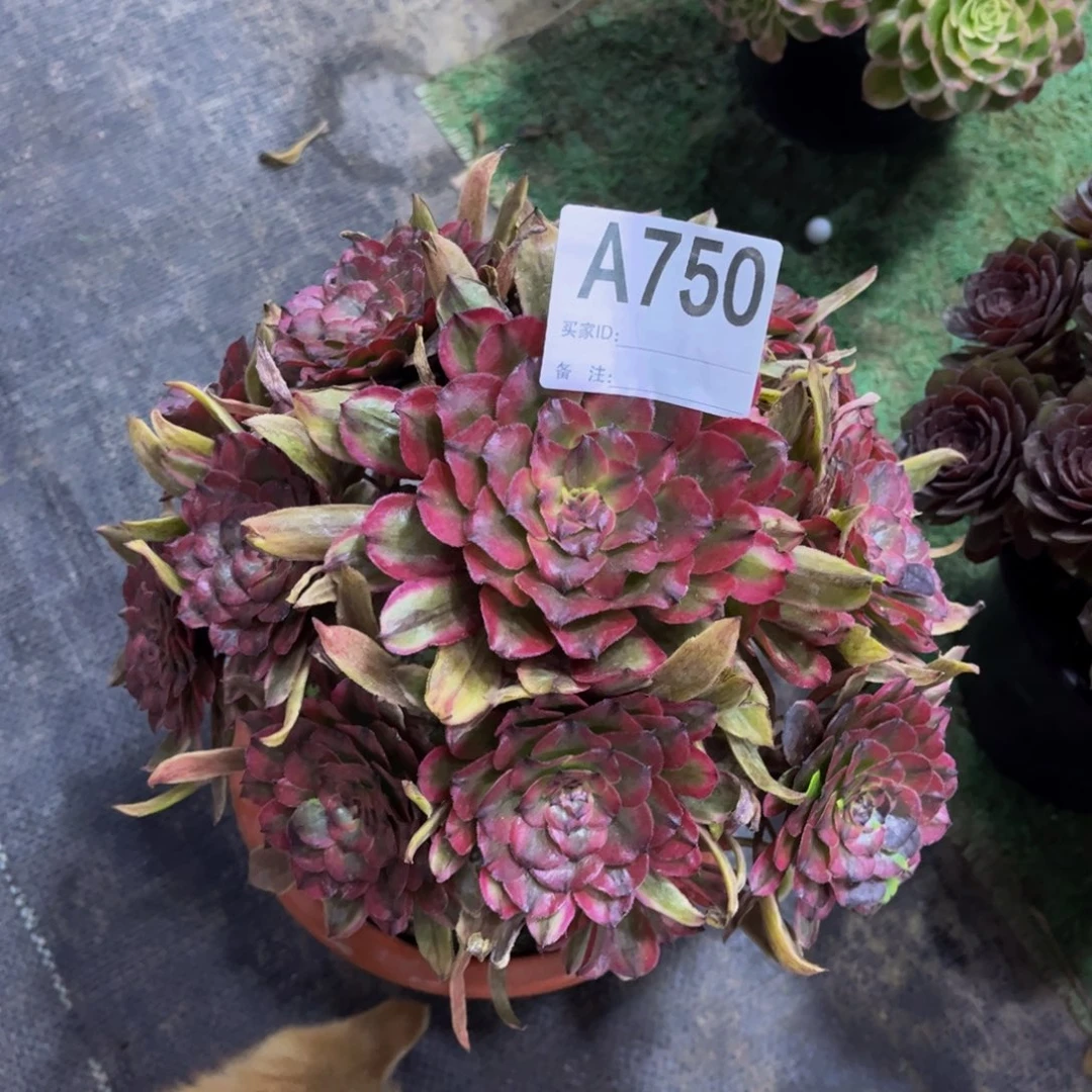 多肉粉霞0000000750