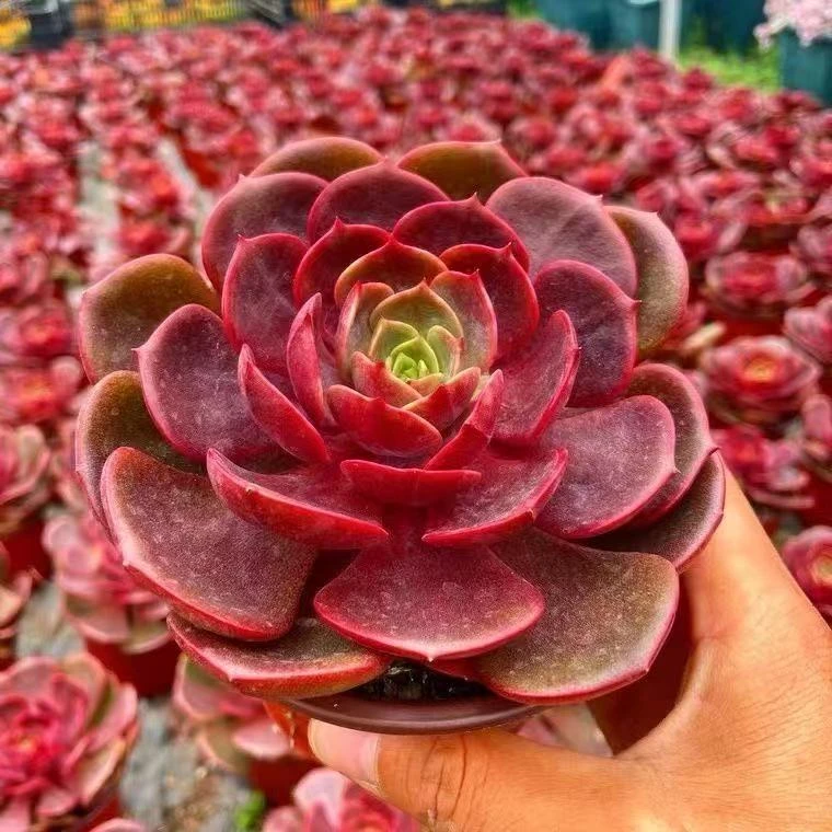 大红袍（多肉全店满19元包邮）植物组合盆栽