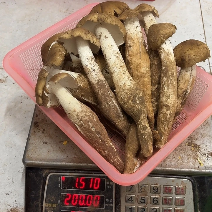 伟***少南华……………………………………中国大陆