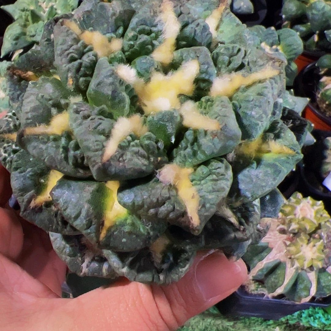 无花朵龟甲牡丹436