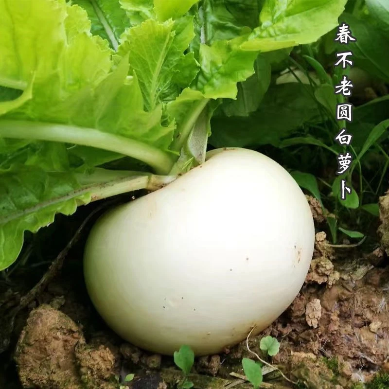 【顺丰】四川重庆农家圆白萝卜清甜多汁脆嫩化渣适合孕妇餐