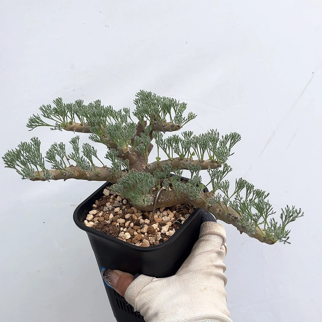 潮流植物 优选 黑皮月界