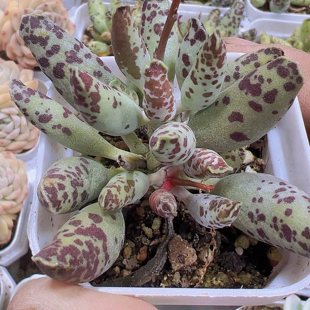 大海豹19包邮植物多肉