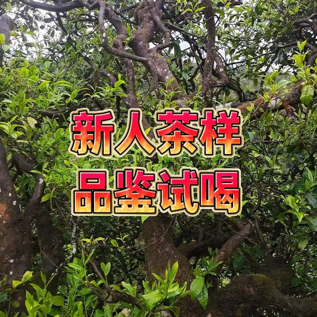 2025凤庆滇红古树红茶推荐品鉴装