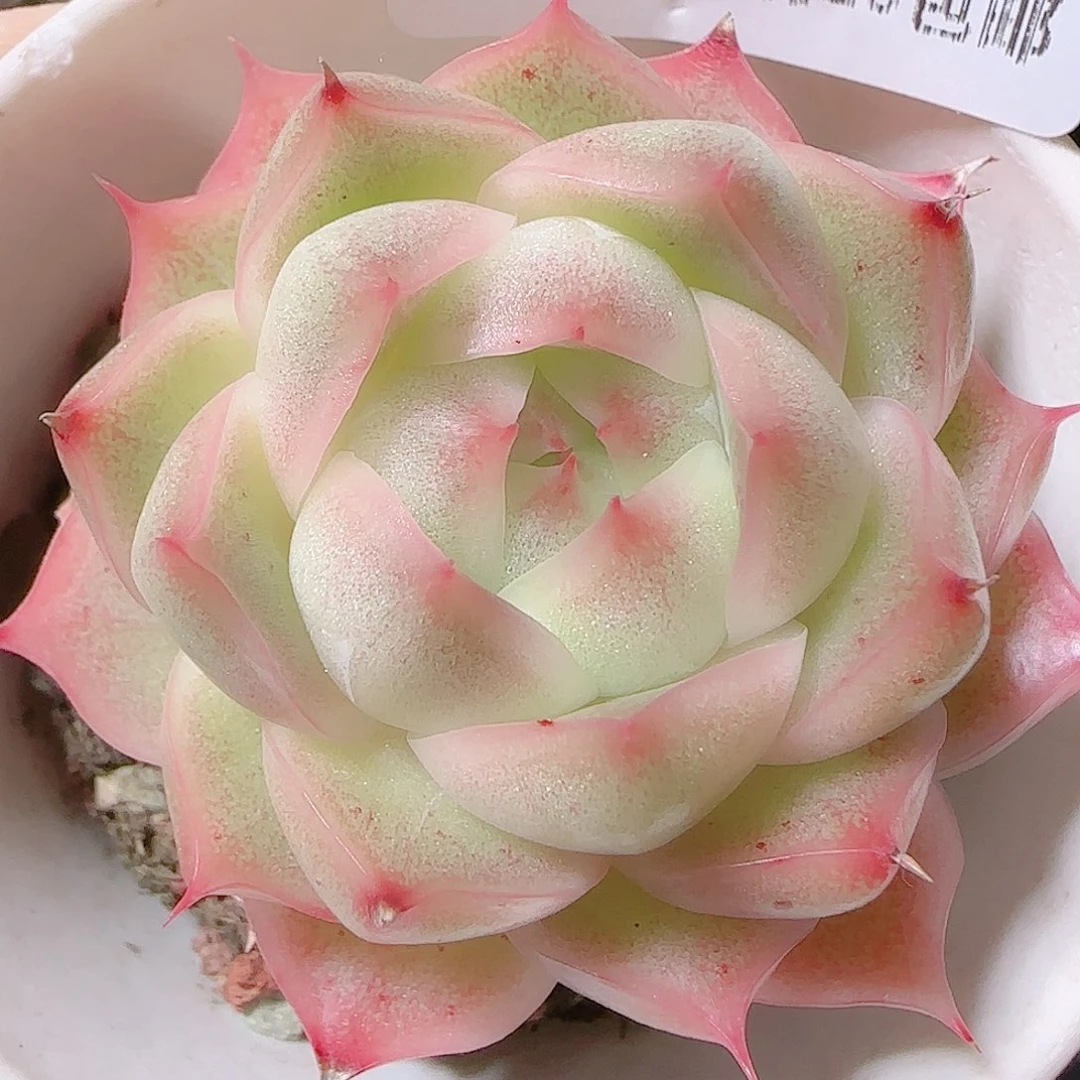 花语逸镜1124-123