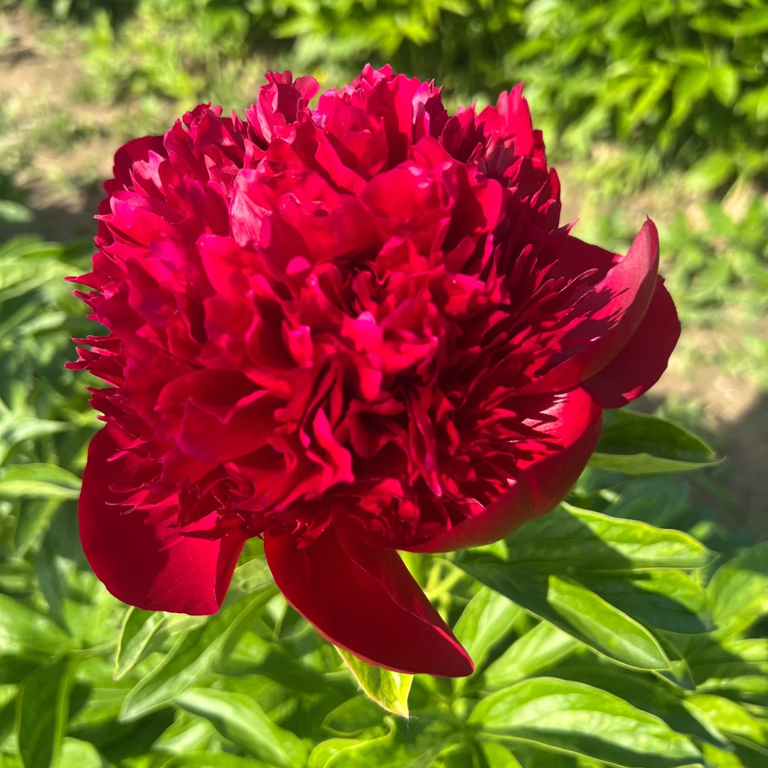 红色魅力—正宗观赏芍药（秋季发货）