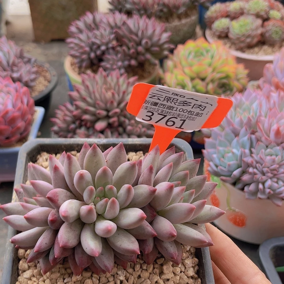 3761车厘子多肉植物