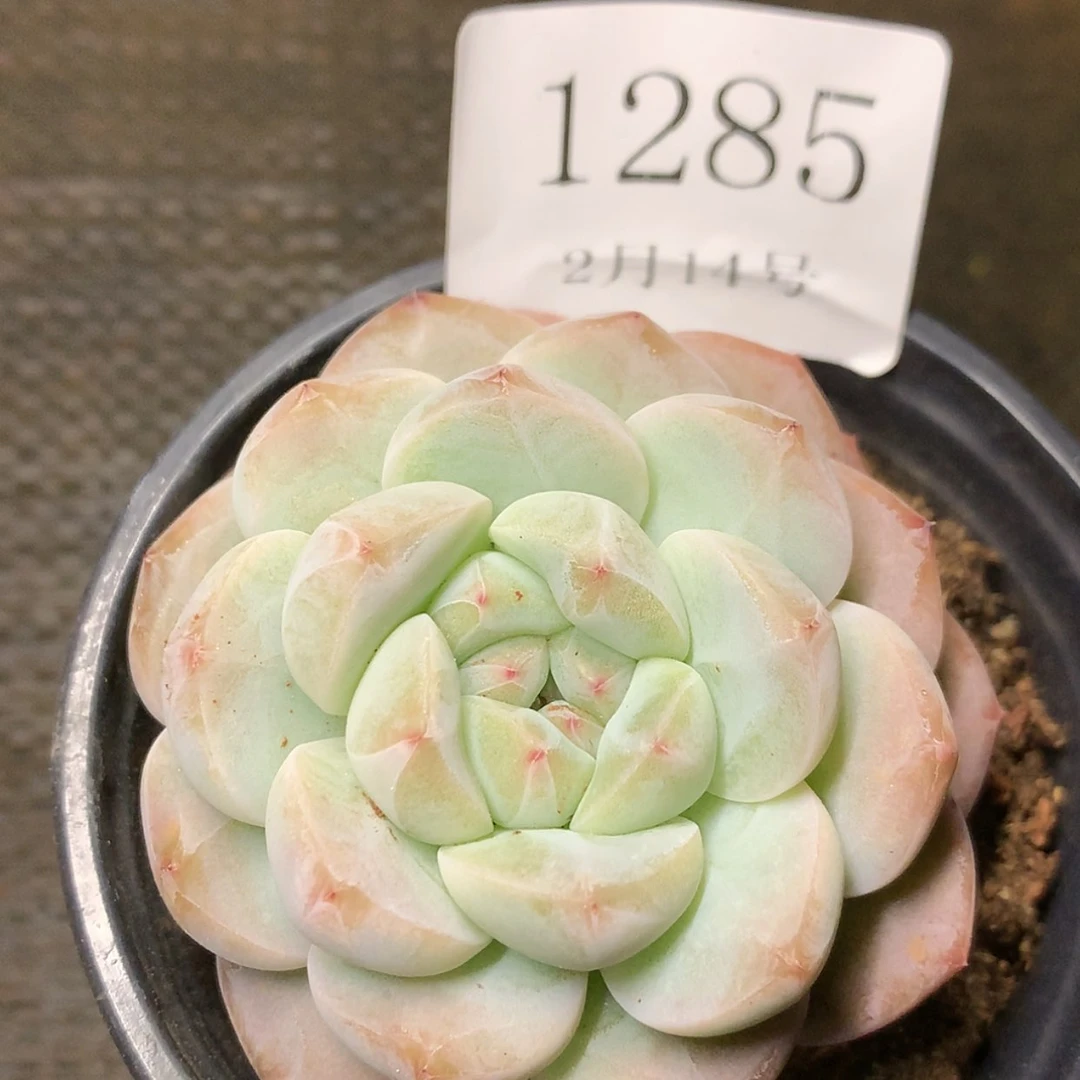 【闪购商品】云1285