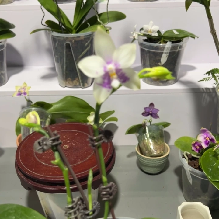 大部分花苞少量开放弥陀反射龙和香妃3.0寸三花剑带花苞淡香