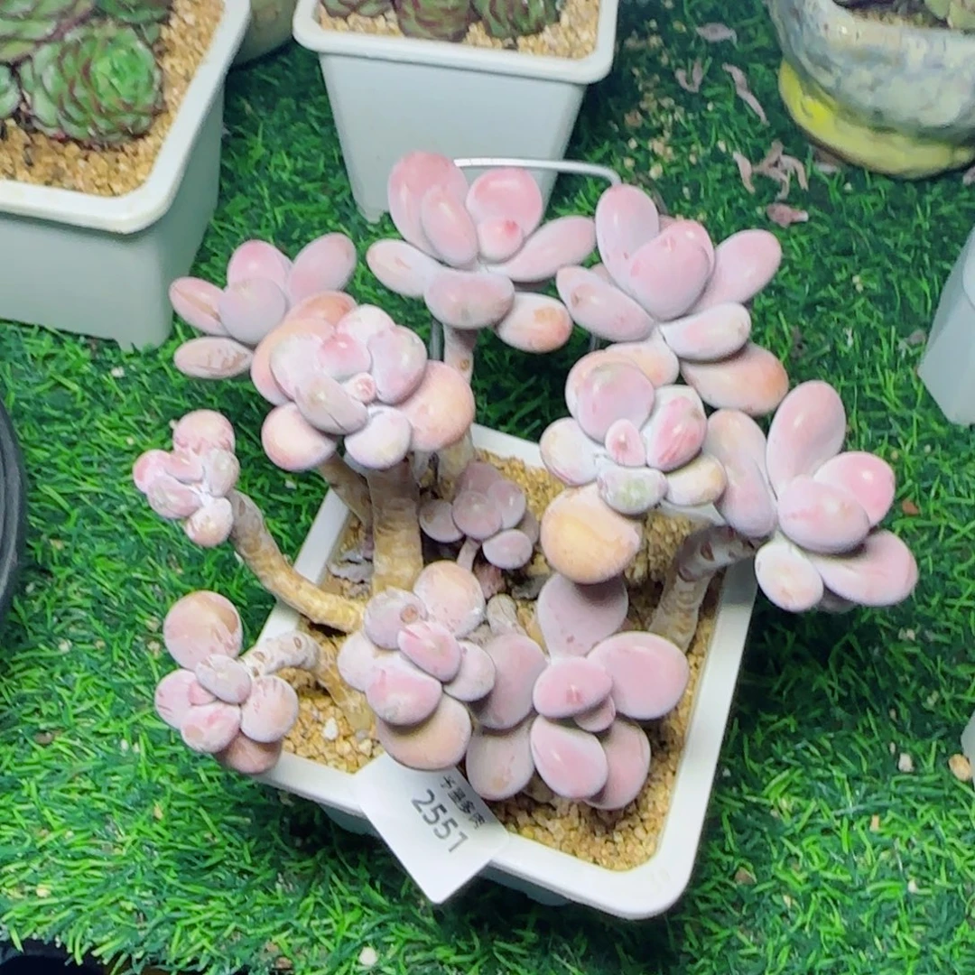 桃蛋无砍，2551多肉植物