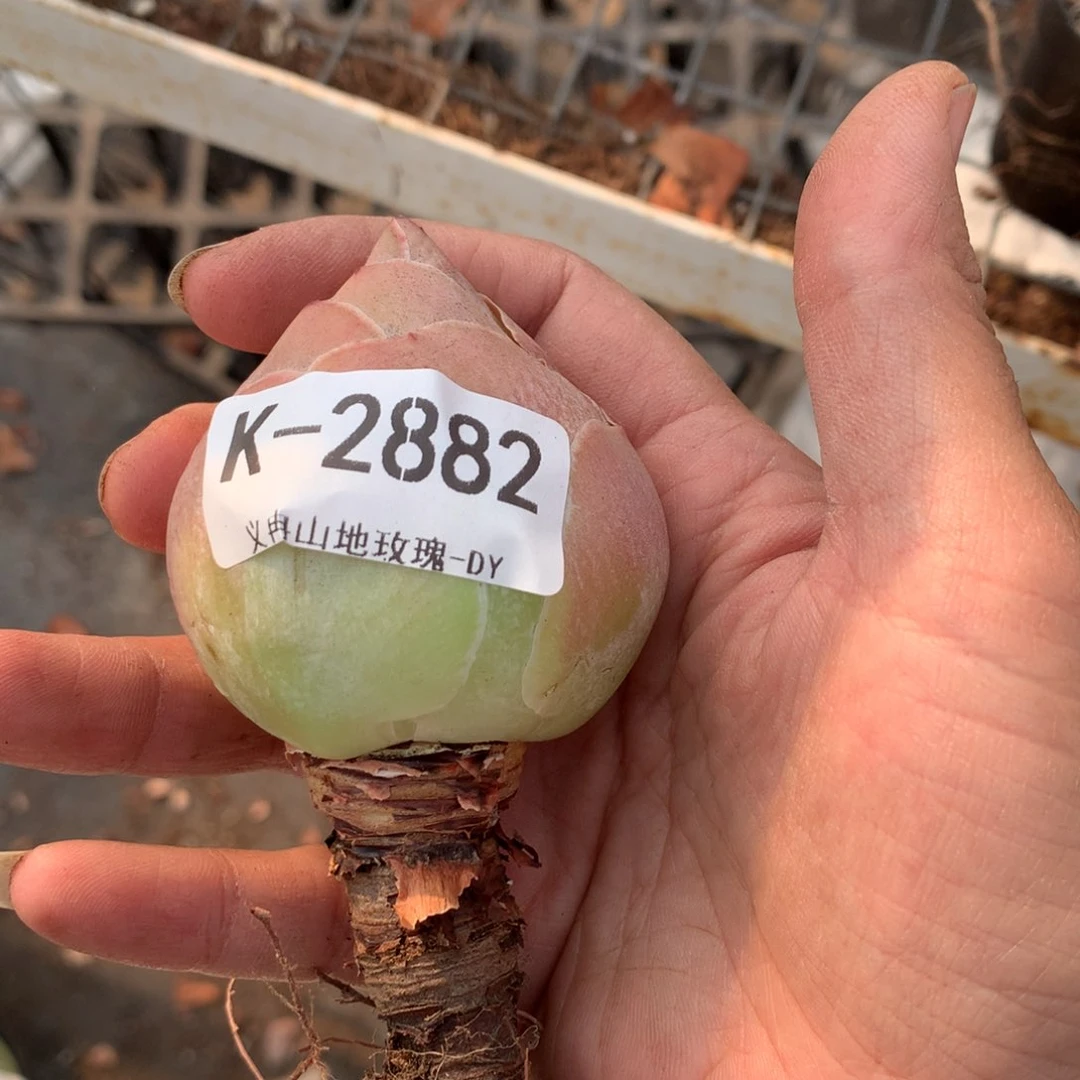 2882紫帕桃子g v g vvvv