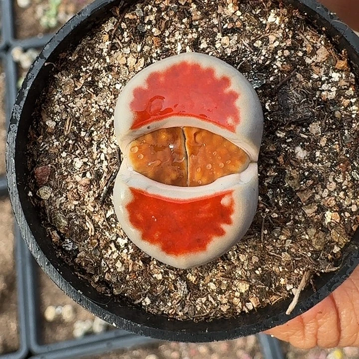 生石花1111。    107