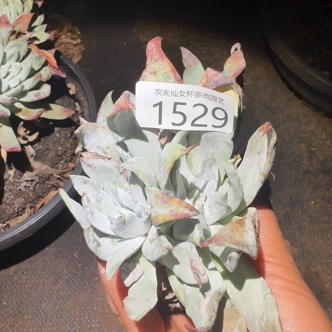 3代仙女杯多肉杂交福利瑕疵