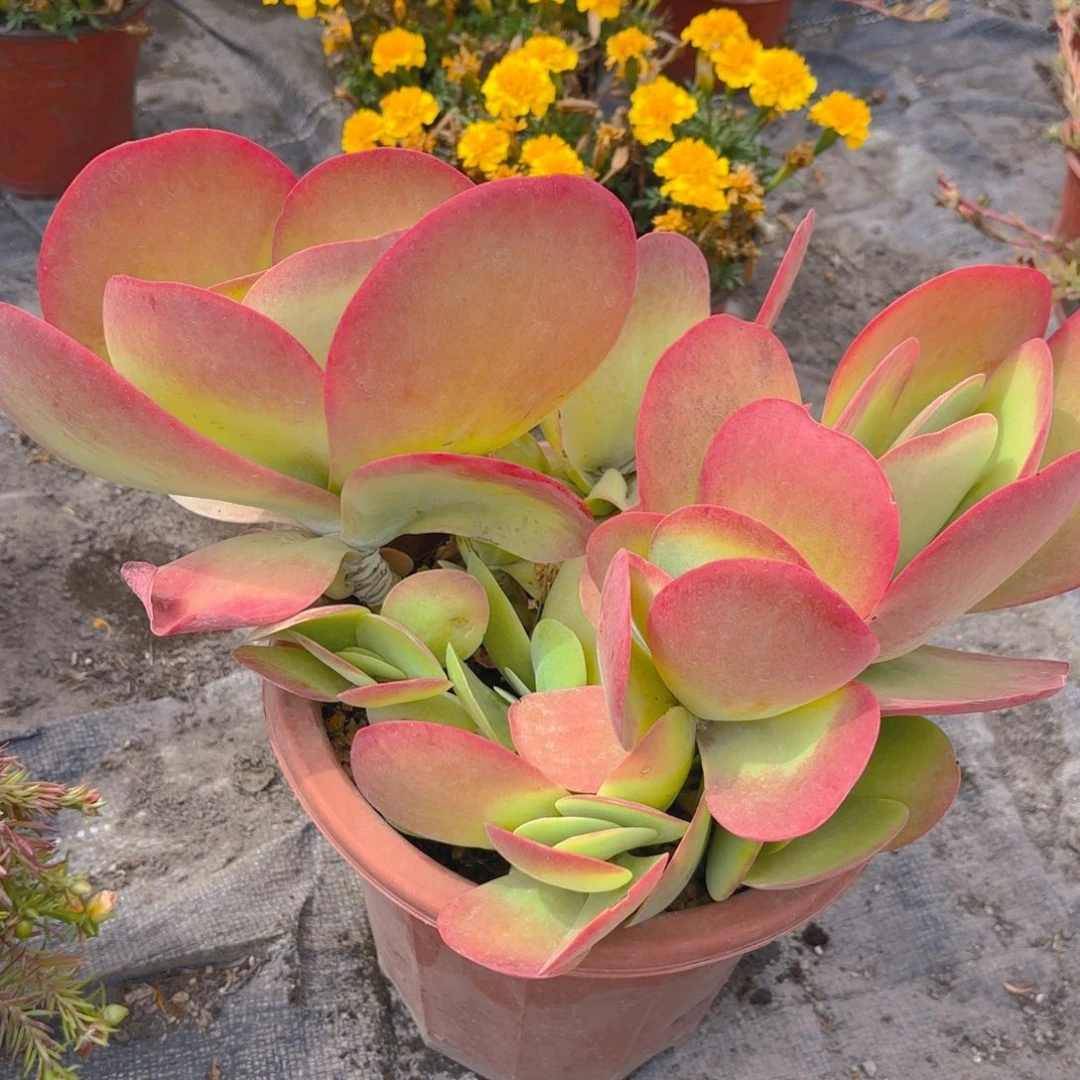 唐印新疆包邮大的一盆