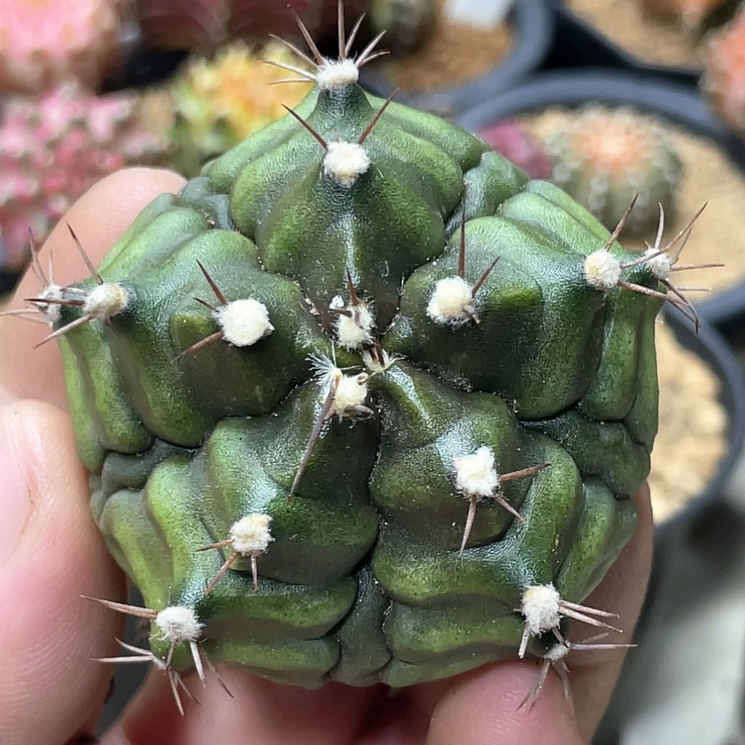 无花朵泰系实生，五棱复棱米哈