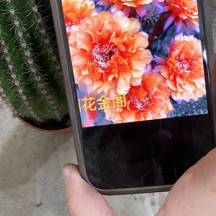 金阁仙人球2589000