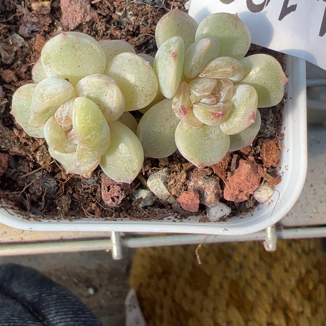 小卡拉米糖心一物一拍4-168