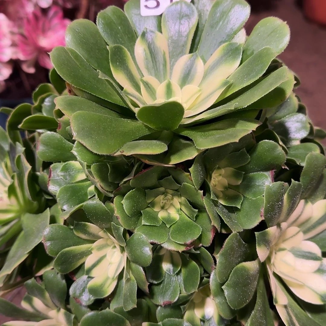 多肉植物法师新尼亚518
