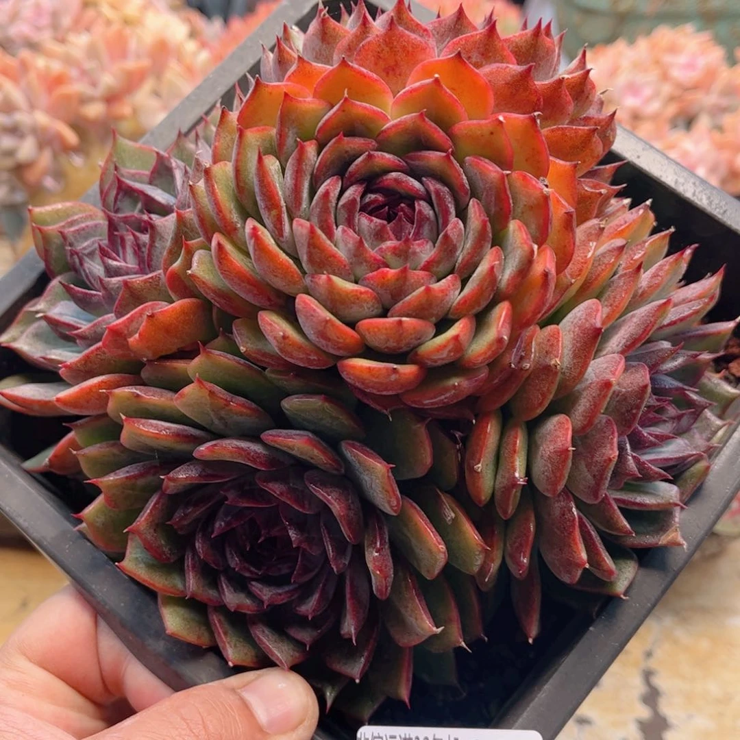 287蓝色妖姬德华多肉