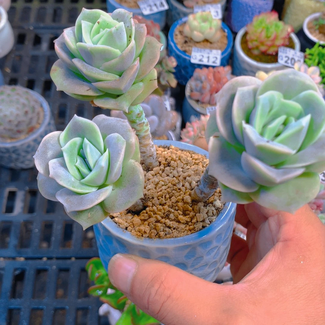 精控多肉植物可爱玫瑰