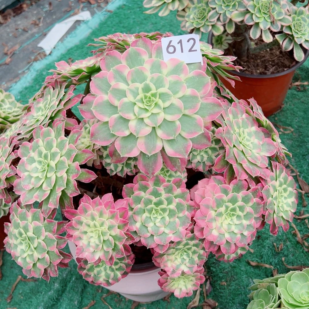 612绿体同花顺法师多肉