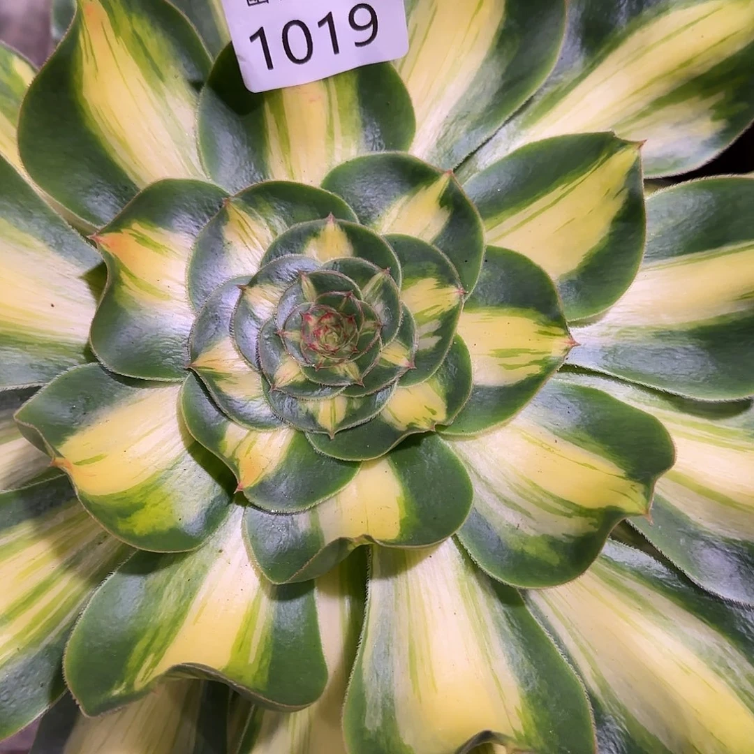 多肉植物暴君1019