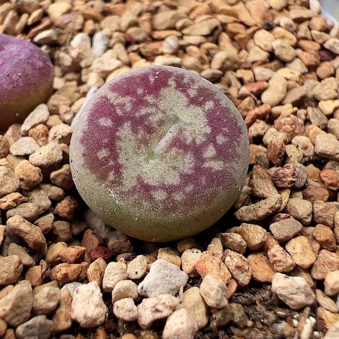 无花朵毛杂一颗包邮…………………