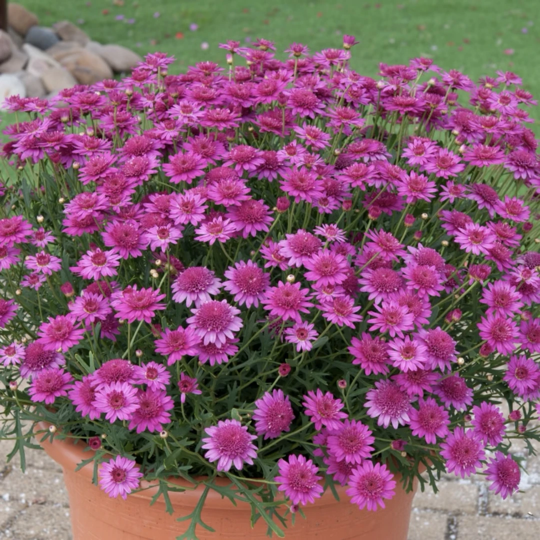 重瓣莎莎公主玛格丽特盆栽多年生易爆花发货快新手易养护