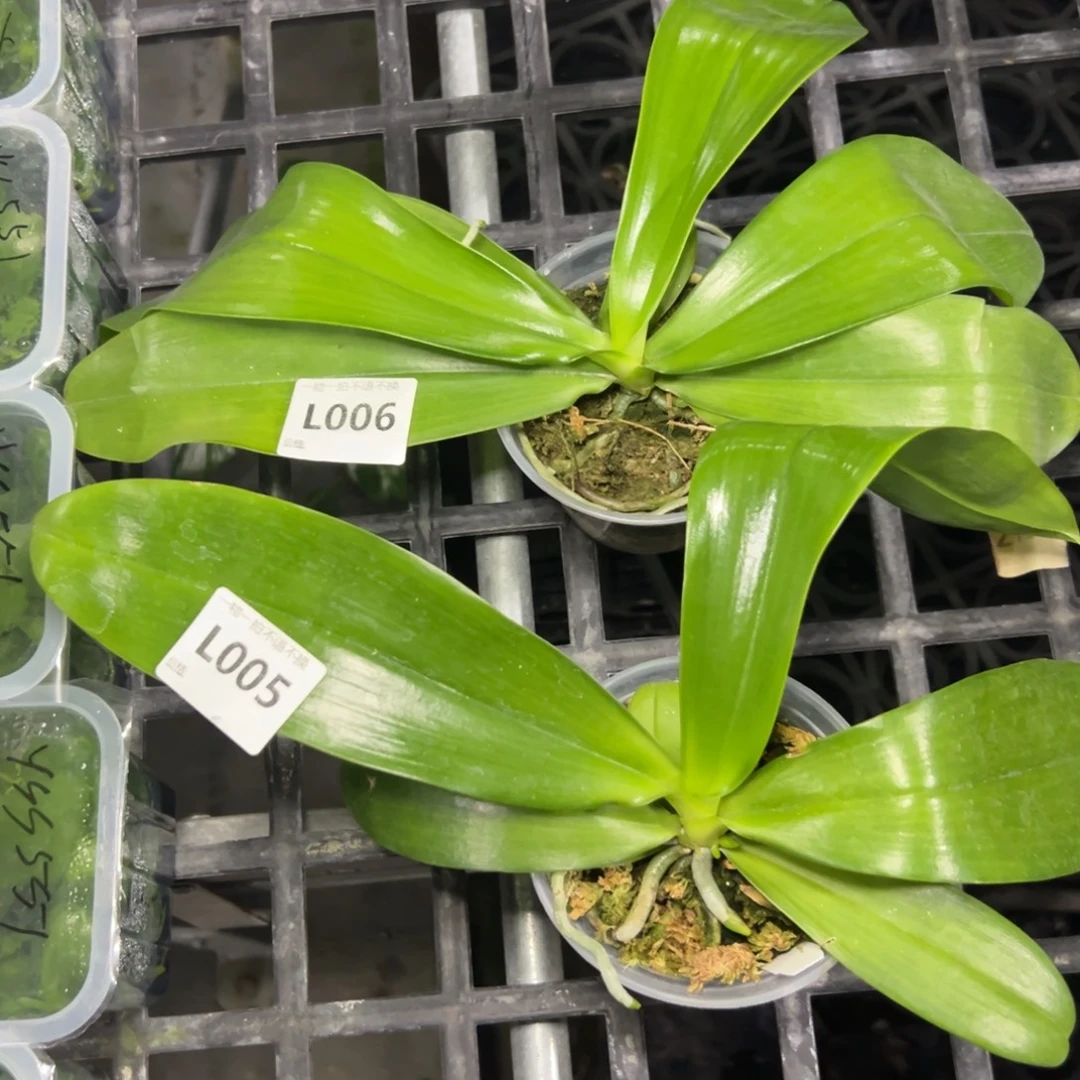 破***晓完全开放l006l005共两棵ys1208ys1230