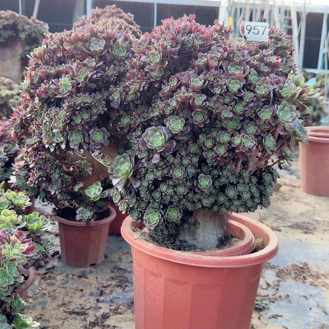 957欧紫朵朵一颗呀呀有伤