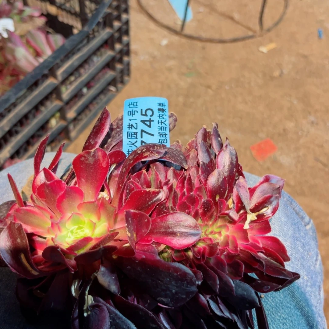 美杜莎缀7745多肉植物