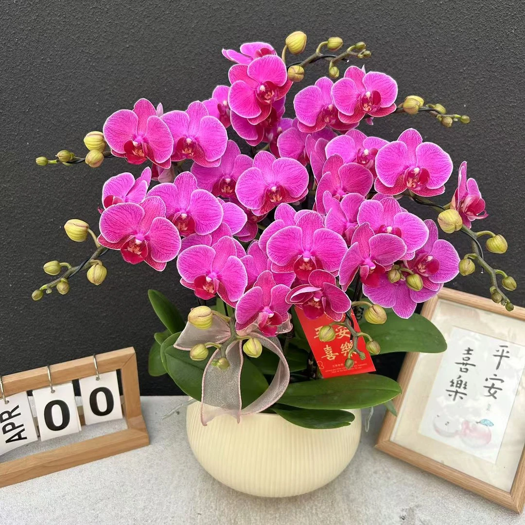 不语园艺（梦叶萝莉）蝴蝶兰花卉鲜花高雅唯美高级盆栽观花红色花卉